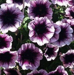 FAMOUS VIOLET